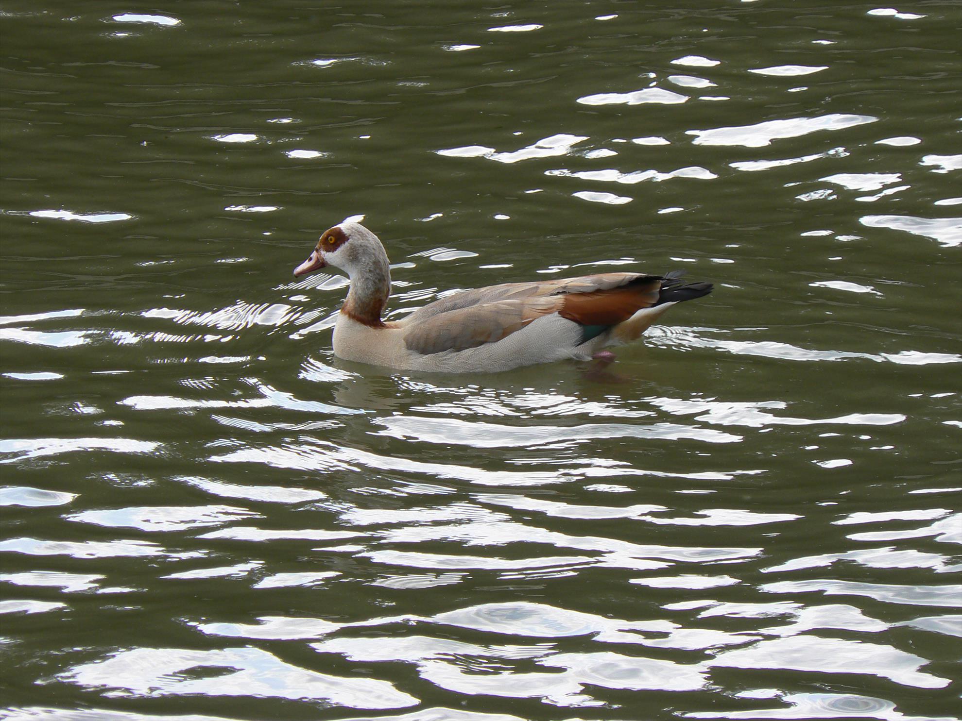 Pasari salbatice - p1030348.JPG